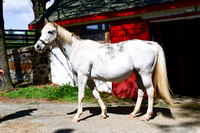 25 Bells Irish Fancy-3377