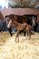 25 Stormy Mistress birth-9342