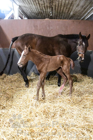 25 Stormy Mistress birth-9342