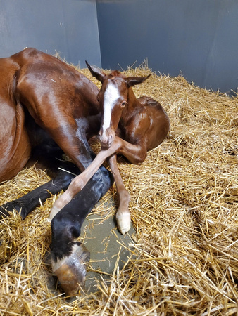 22 Affezionamente birth_012812