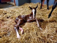 22 Affezionamente birth 013422
