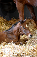 22 Apple Pie Baby birth-3719