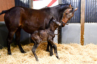 25 Oh What A Delite birth-0742