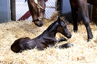 25 Oh What A Delite birth-0680