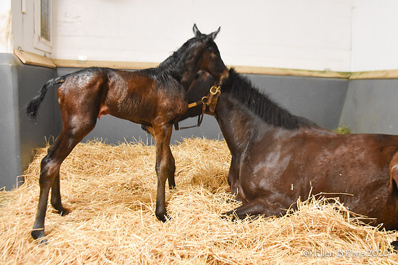 20 Kela's Pride birth-6832
