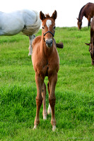 25 Bells Irish Fancy-4980