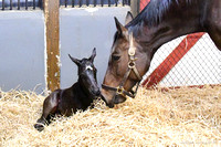 25 Oh What A Delite birth-0684