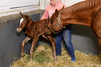 25 Timeless treasure birth-9023