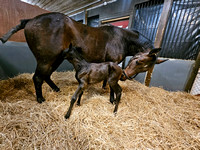 25 Oh What A Delite birth CH 002 (2)