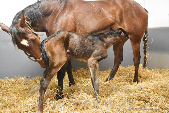 22 Blisstikus birth-9026